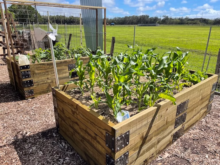 veg garden6 copy