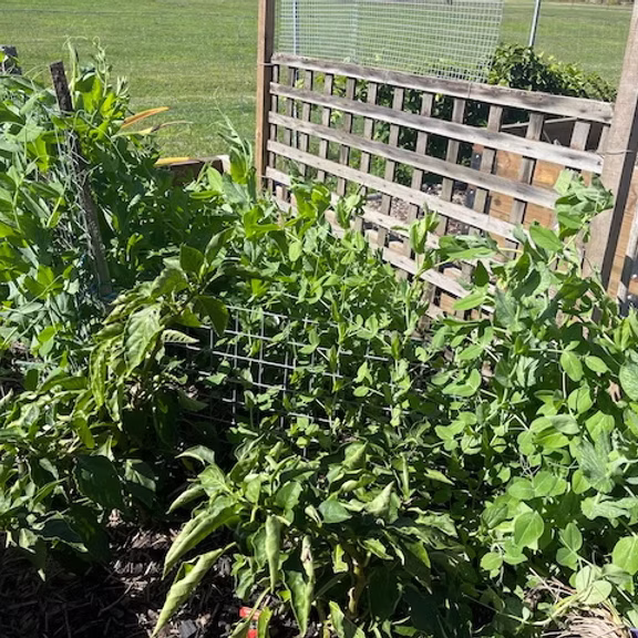 G snow peas galore copy